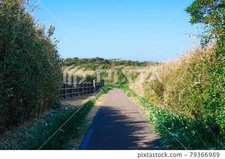 Ridge road to the clear Jogashima (Miura Peninsula) and Umiu Observatory (Uma-no-seidomon) 79366989