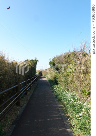 通往清澈的城島(三浦半島)和海宇天文台(Uma-no-seidomon)的山脊道路 通往清澈的城島(三浦半島)和海宇天文台(Uma-no-seidomon)的山脊道路 79366990