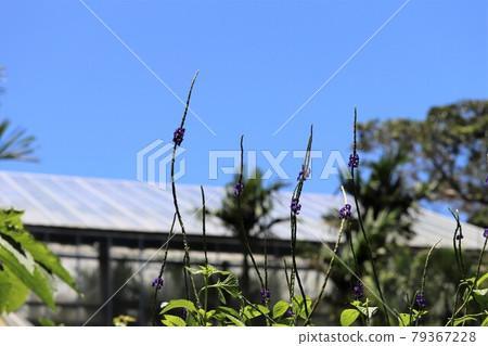 Small flowers and blue sky Small flowers and blue sky 79367228