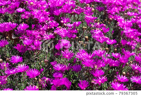 Purple daisy-like trailing ice plant delosperma flowers ground cover, iceplant Purple daisy-like trailing ice plant delosperma flowers ground cover, iceplant 79367305