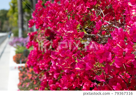 Bougainvillea with pink bracts. Blooming bougainvillea glabra. Flowering paperflower shrub 79367316