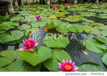 Water lily in Muroyama pond Water lily in Muroyama pond 79367622