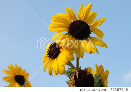 Blue sky and sunflower Blue sky and sunflower 79367646