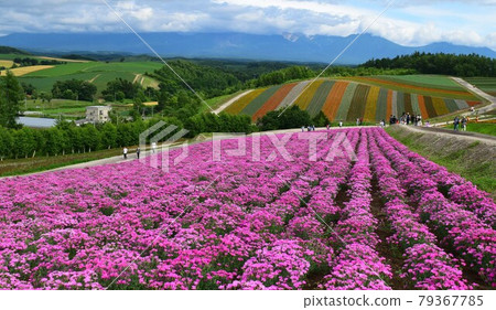 夏季北海道風光，美瑛花田盛開，夏季錯落有致的丘陵 79367785