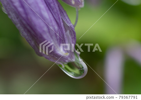 Purple flowers and drops 79367791