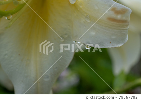White lily petals and drops White lily petals and drops 79367792