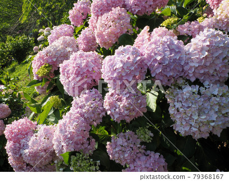 Hydrangea of Kanayama Sakura Hydrangea Garden, which blooms naturally as if it grows naturally, Itoda-cho, Tagawa-gun, Fukuoka Prefecture 79368167