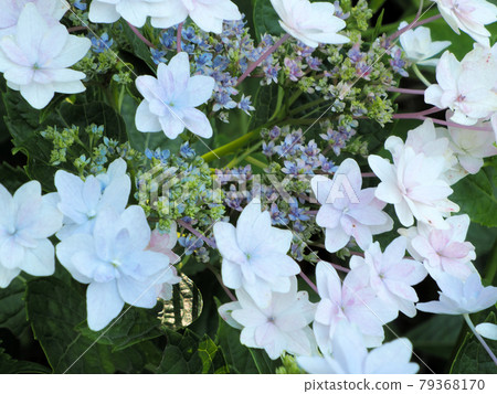 Hydrangea of Kanayama Sakura Hydrangea Garden, which blooms naturally as if it grows naturally, Itoda-cho, Tagawa-gun, Fukuoka Prefecture Hydrangea of Kanayama Sakura Hydrangea Garden, which blooms naturally as if it grows naturally, Itoda-cho, Tagawa-gun, Fukuoka Prefecture 79368170