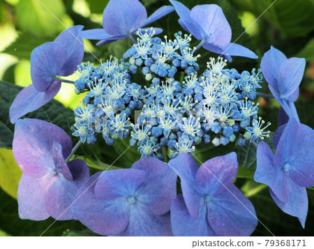 福岡縣田川郡伊藤田町金山櫻花園的繡球花，像自然生長一樣自然綻放 79368171