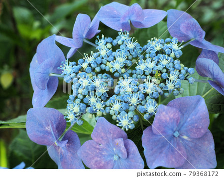 福岡縣田川郡伊藤田町金山櫻花園的繡球花，像自然生長一樣自然綻放 79368172