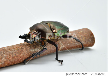 Nujiro stag beetle 79368285