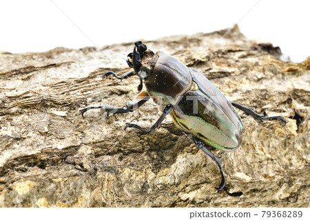 Nujiro stag beetle Nujiro stag beetle 79368289