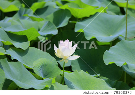 Maihime Ren no Sato Hanahasu Park Maihime Ren no Sato Hanahasu Park 79368373