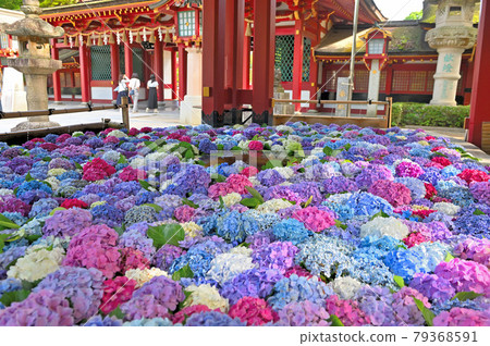 太宰府天滿宮花手水繡球花 太宰府天滿宮花手水繡球花 79368591