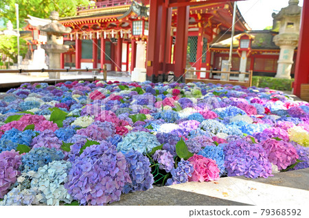 Dazaifu Tenmangu Shrine Flower Tesui Hydrangea Dazaifu Tenmangu Shrine Flower Tesui Hydrangea 79368592