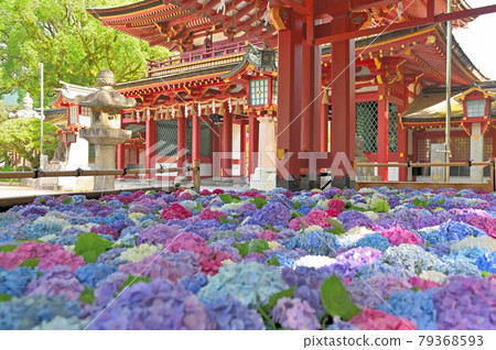 Dazaifu Tenmangu Shrine Flower Tesui Hydrangea 79368593
