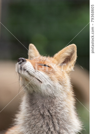 狐狸 狐狸 79368605
