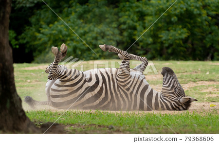 Rolling zebra Rolling zebra 79368606
