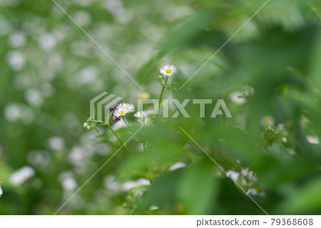 白花和蝴蝶 白花和蝴蝶 79368608