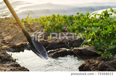 Irrigation and growing young potatoes in the field. Watering of agricultural crops. Farming and agriculture. Countryside. Close-up. Selective focus Irrigation and growing young potatoes in the field. Watering of agricultural crops. Farming and agriculture. Countryside. Close-up. Selective focus 79368633