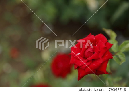 荒尾市少女公民花壇玫瑰花, 荒尾市少女公民花壇玫瑰花, 79368748