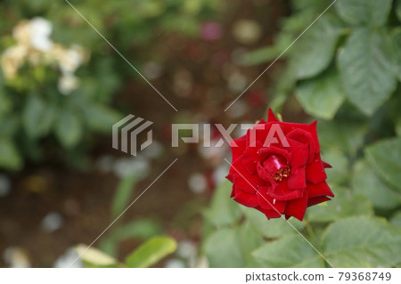 荒尾市少女公民花壇玫瑰花， 79368749