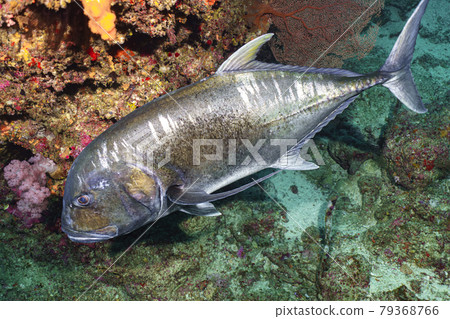 珍鰺 珍鰺 79368766