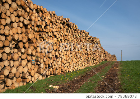 Forestry, log piles and footpath Forestry, log piles and footpath 79369078