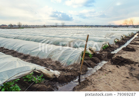 Open tunnel rows of potato bushes plantation and an irrigation canal filled with water. Agroindustry and agriculture. Growing early potatoes under protective plastic cover. Greenhouse effect. Open tunnel rows of potato bushes plantation and an irrigation canal filled with water. Agroindustry and agriculture. Growing early potatoes under protective plastic cover. Greenhouse effect. 79369287