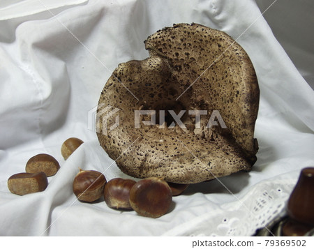 Incense mushroom Kotake Shishitake Incense mushroom Kotake Shishitake 79369502