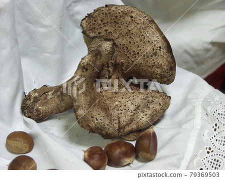 Incense mushroom Kotake Shishitake Incense mushroom Kotake Shishitake 79369503