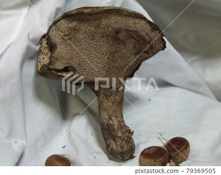 Incense mushroom Kotake Shishitake 79369505