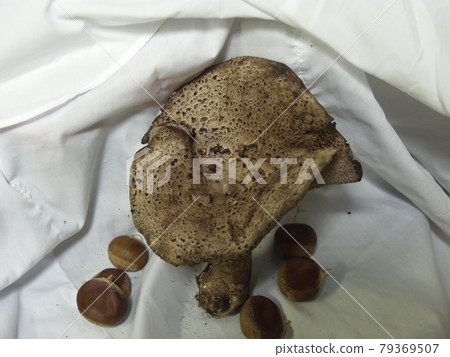 Incense mushroom Kotake Shishitake Incense mushroom Kotake Shishitake 79369507