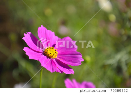 Autumn cherry blossoms in Sakasagawa Park, Mito City 79369532