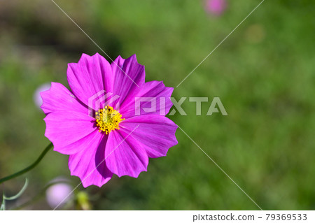 Autumn cherry blossoms in Sakasagawa Park, Mito City 79369533