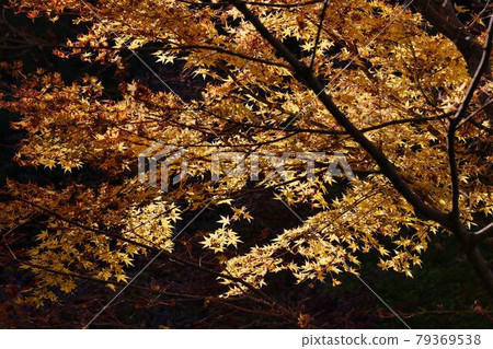 太內寺紅葉染黃 79369538