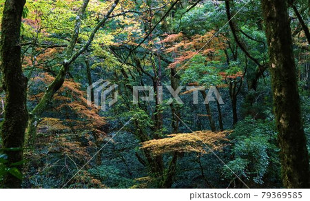 Autumn leaves that started to color 79369585