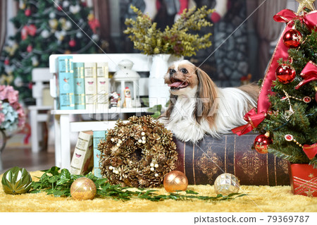 Shih Tzu recommends against the background of Christmas 79369787