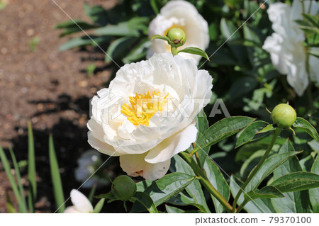 White peony flowers White peony flowers 79370100