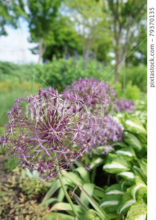 Beautiful Christophie blooming in the South Hokkaido Shiki no Mori Park 79370135