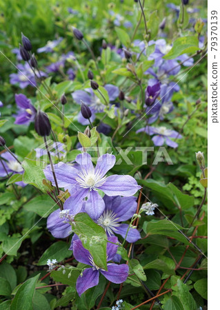 Beautiful clematis arabella blooming in the forest park of the four seasons of Donan Beautiful clematis arabella blooming in the forest park of the four seasons of Donan 79370139