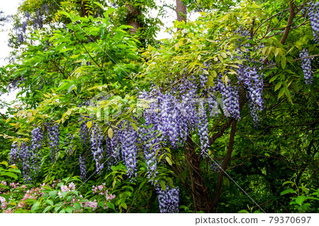 宮城縣南三陸町龍金山山道上的富士花 79370697