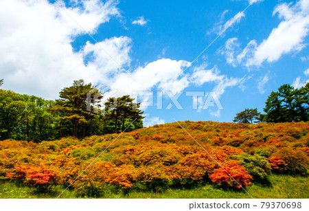 Michinoku Coastal Trail Minamisanriku Town Tatsuganesan Azalea 79370698