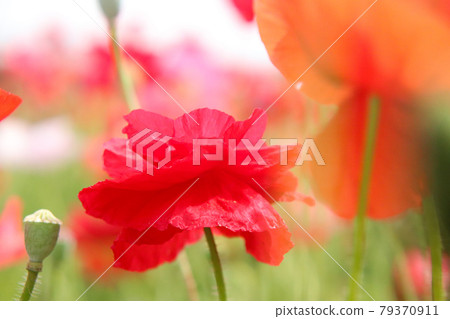 罌粟紅色 Hanahata 春天生動可愛美麗美麗的大花散景多彩有趣 79370911