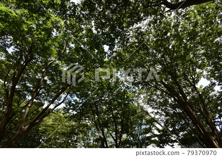 宮城縣仙台市定善寺通媒體中心周邊的風景 79370970