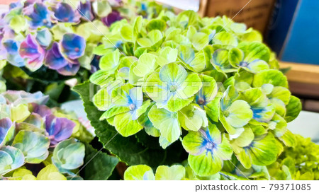 繡球花盛開的季節 繡球花盛開的季節 79371085