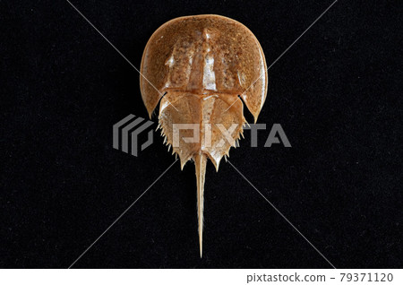 Horseshoe crab specimen Horseshoe crab specimen 79371120