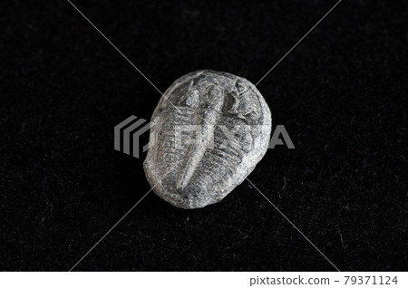 Trilobite fossil 79371124