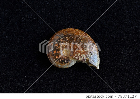 Fossil of ammonite 79371127