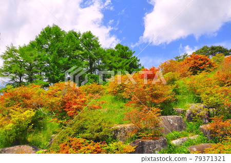Michinoku Coastal Trail Minamisanriku Town Tatsuganesan Azalea 79371321